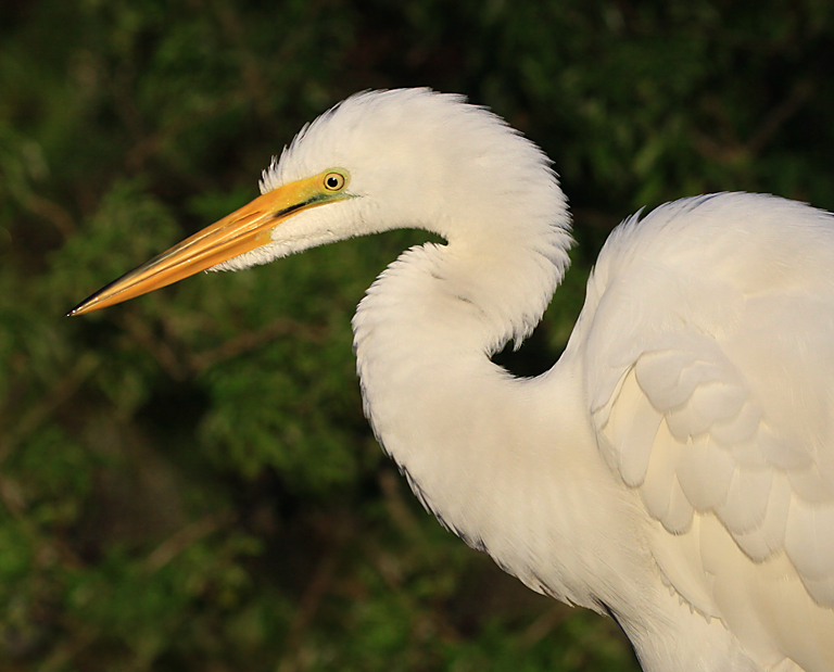 Puffed up Great Egret Portrait2   P O'Malley
